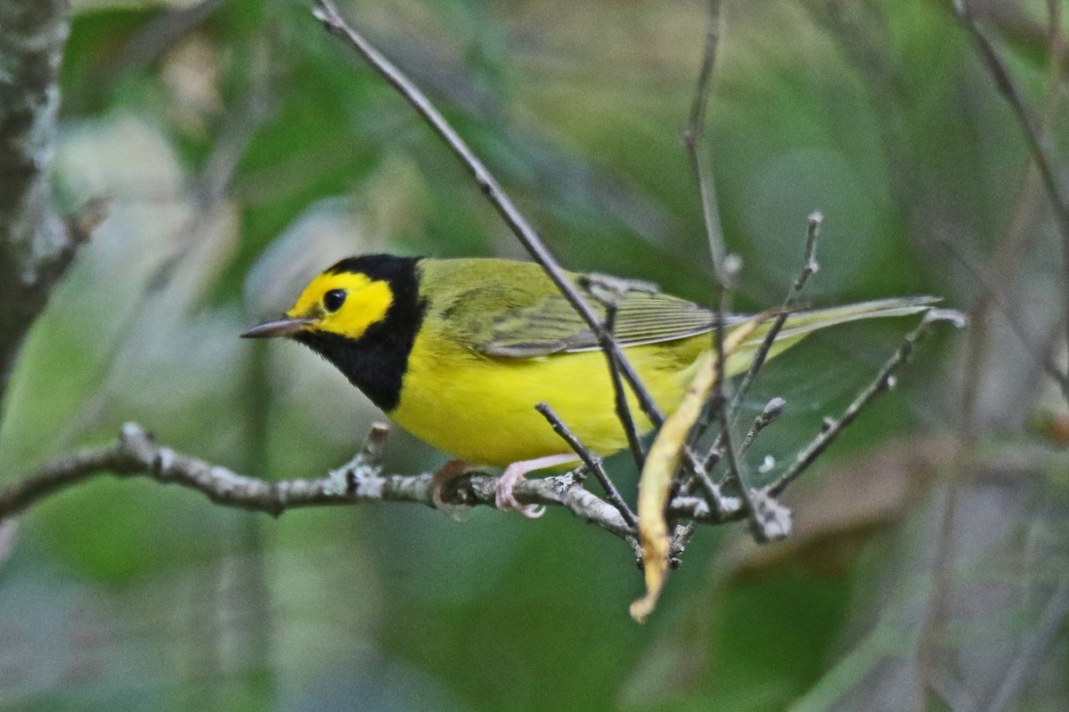 hetteparula - ML375336341