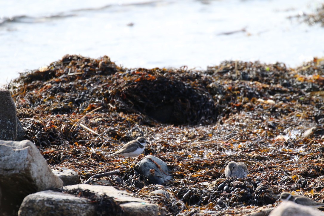 Semipalmated Plover - ML375336491