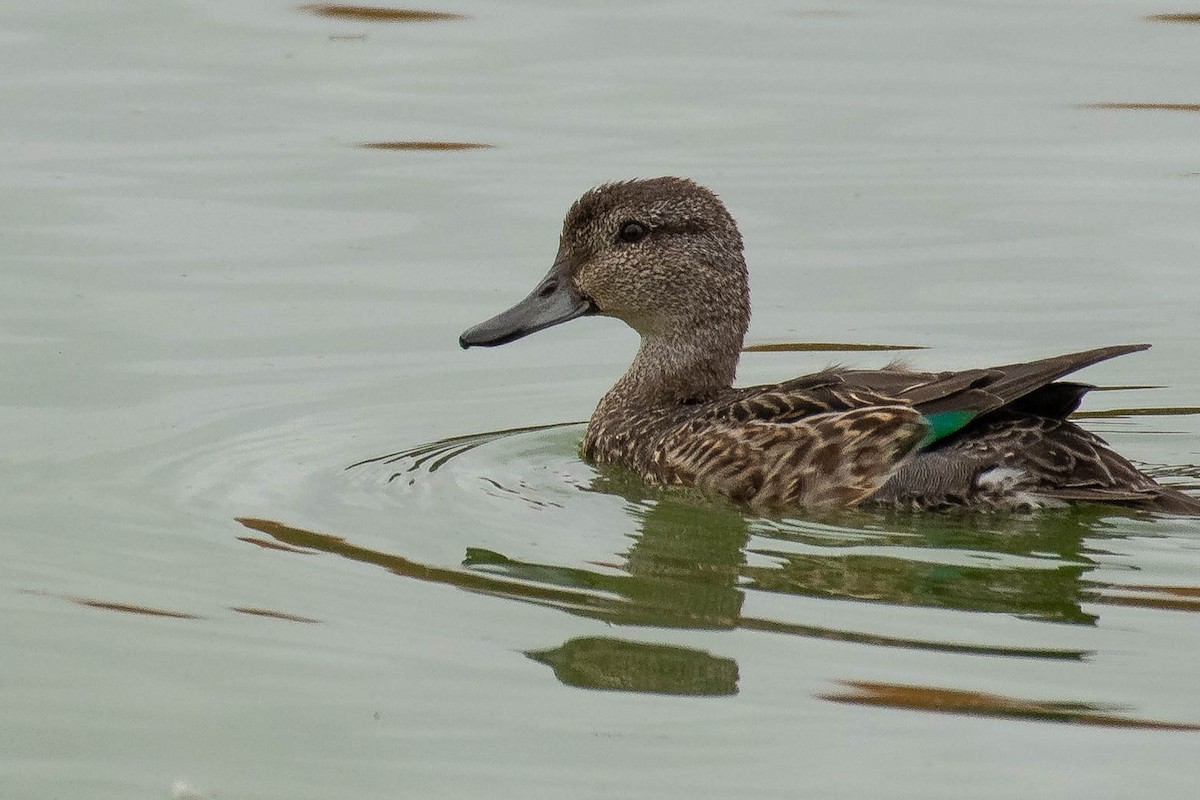 Green-winged Teal - ML375336761