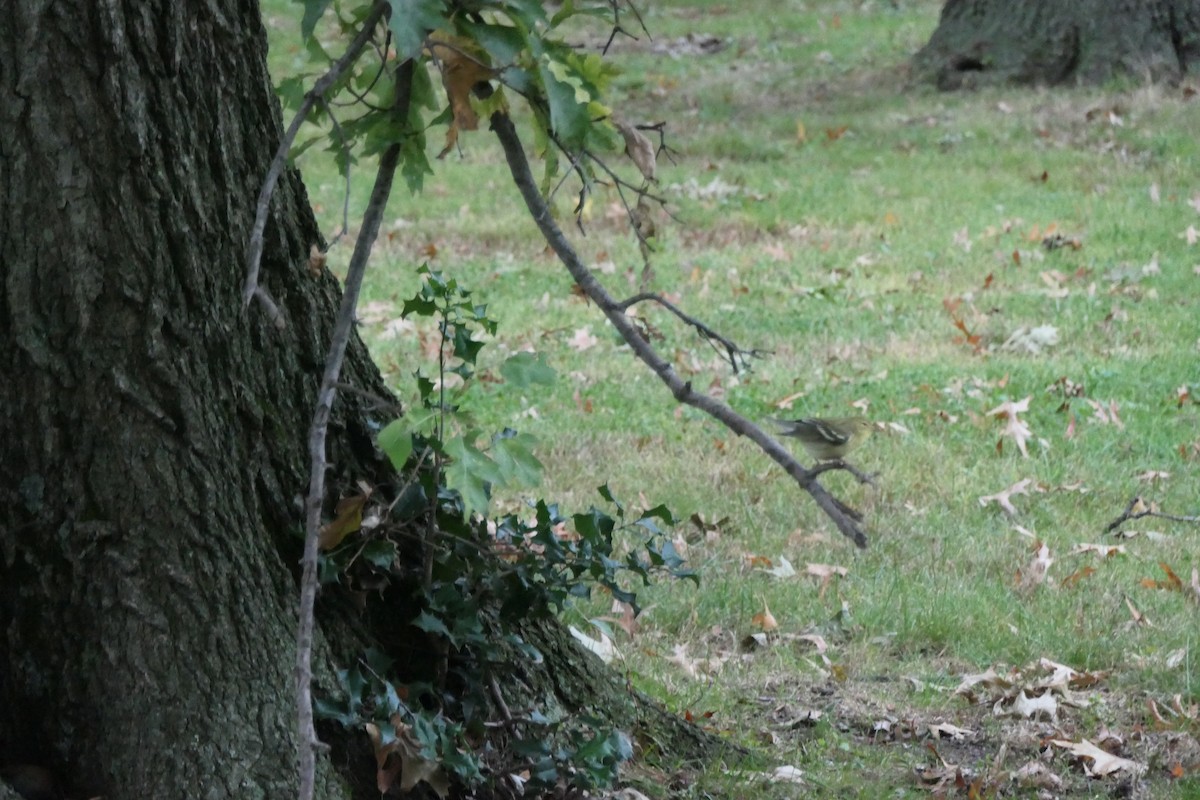 Blackpoll Warbler - ML375338081