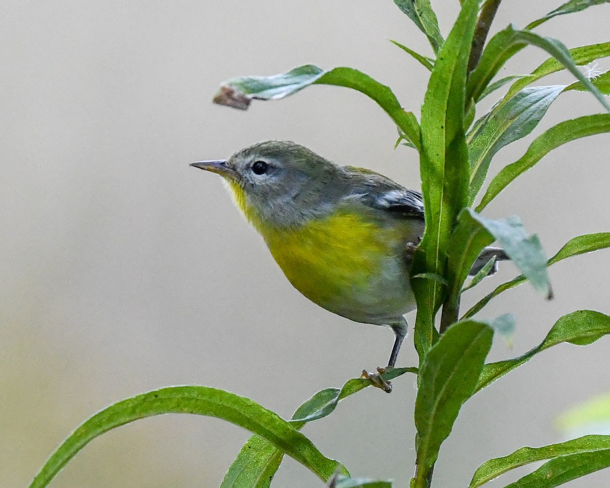 Northern Parula - ML375339211