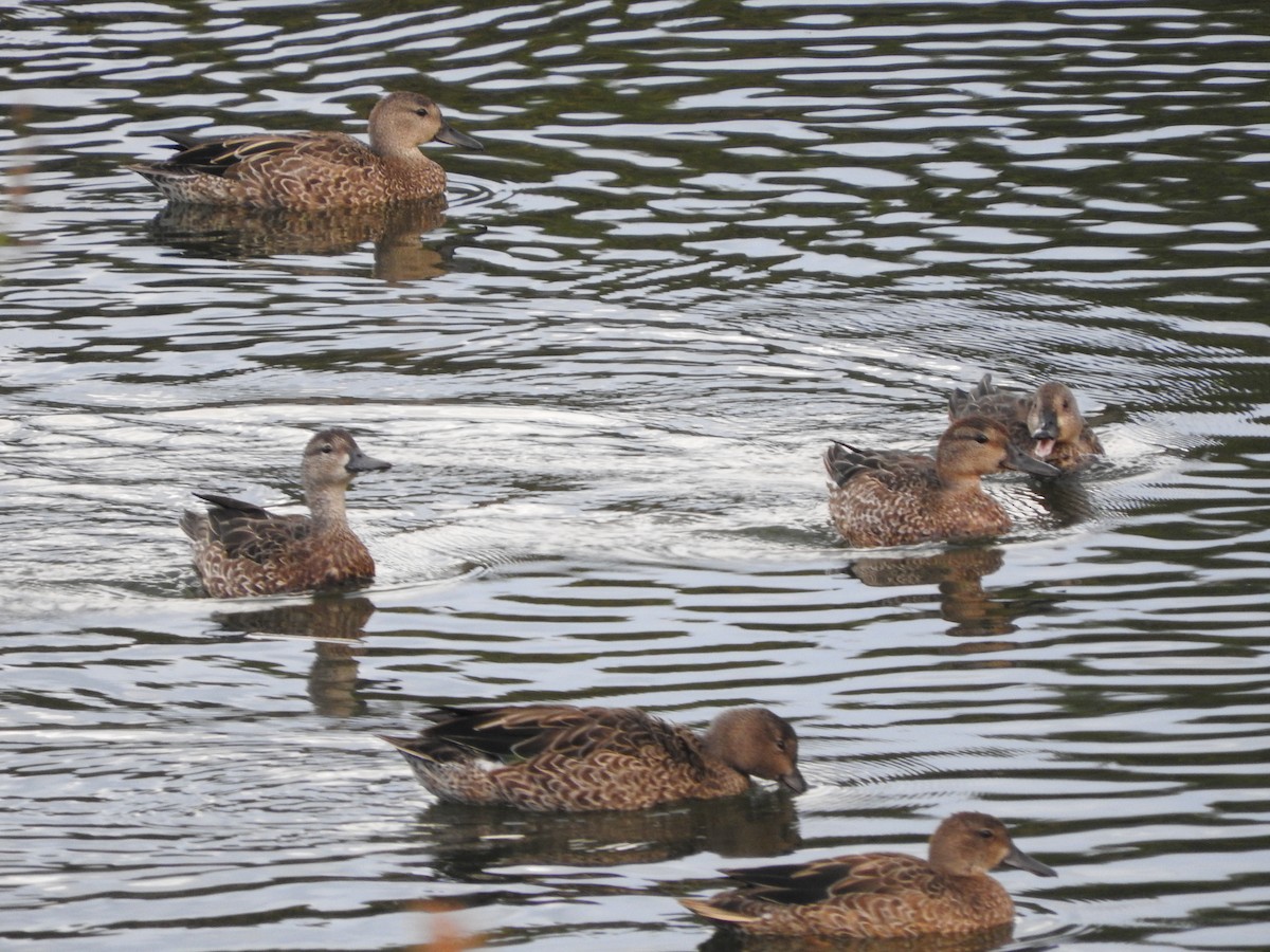 Blue-winged Teal - ML375339471
