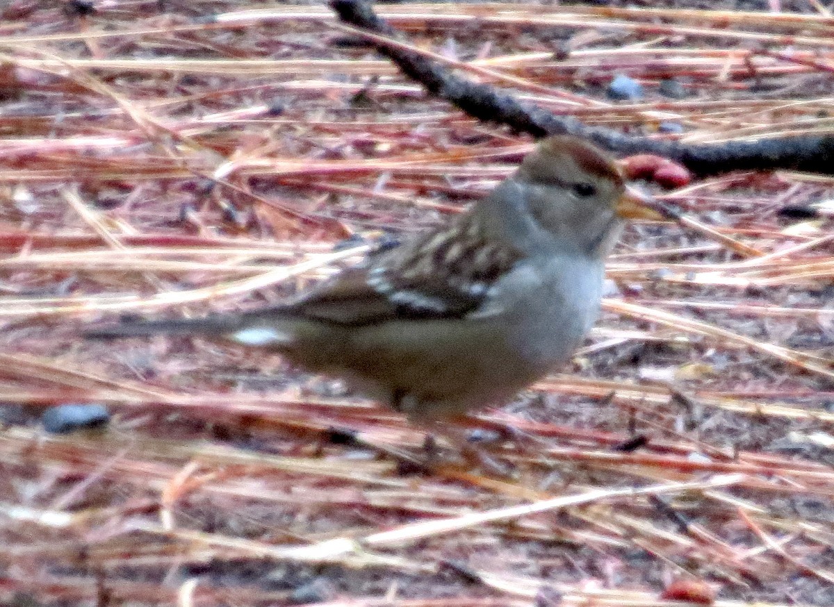 Bruant à couronne blanche - ML375339481