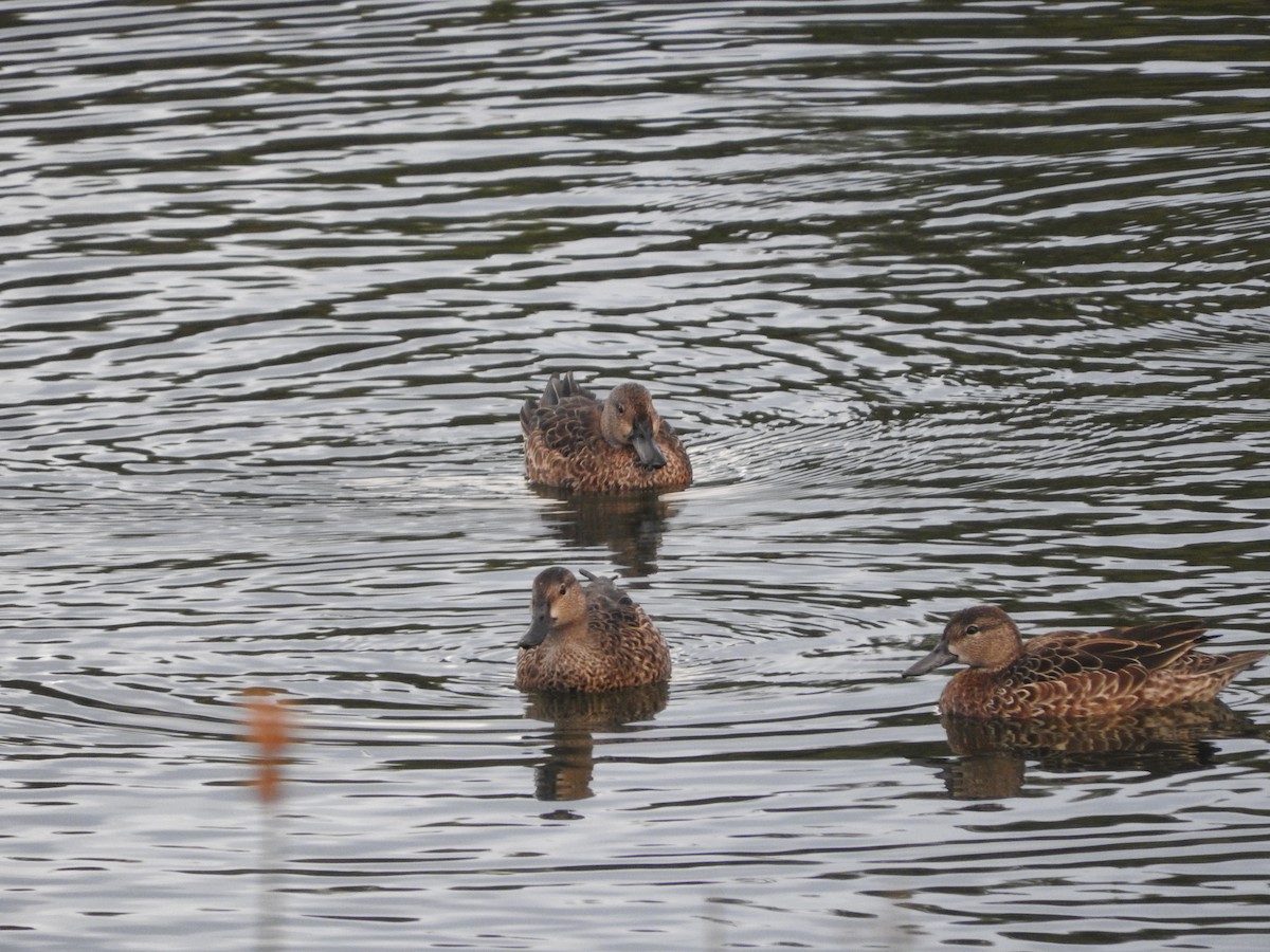 Blue-winged Teal - ML375339531