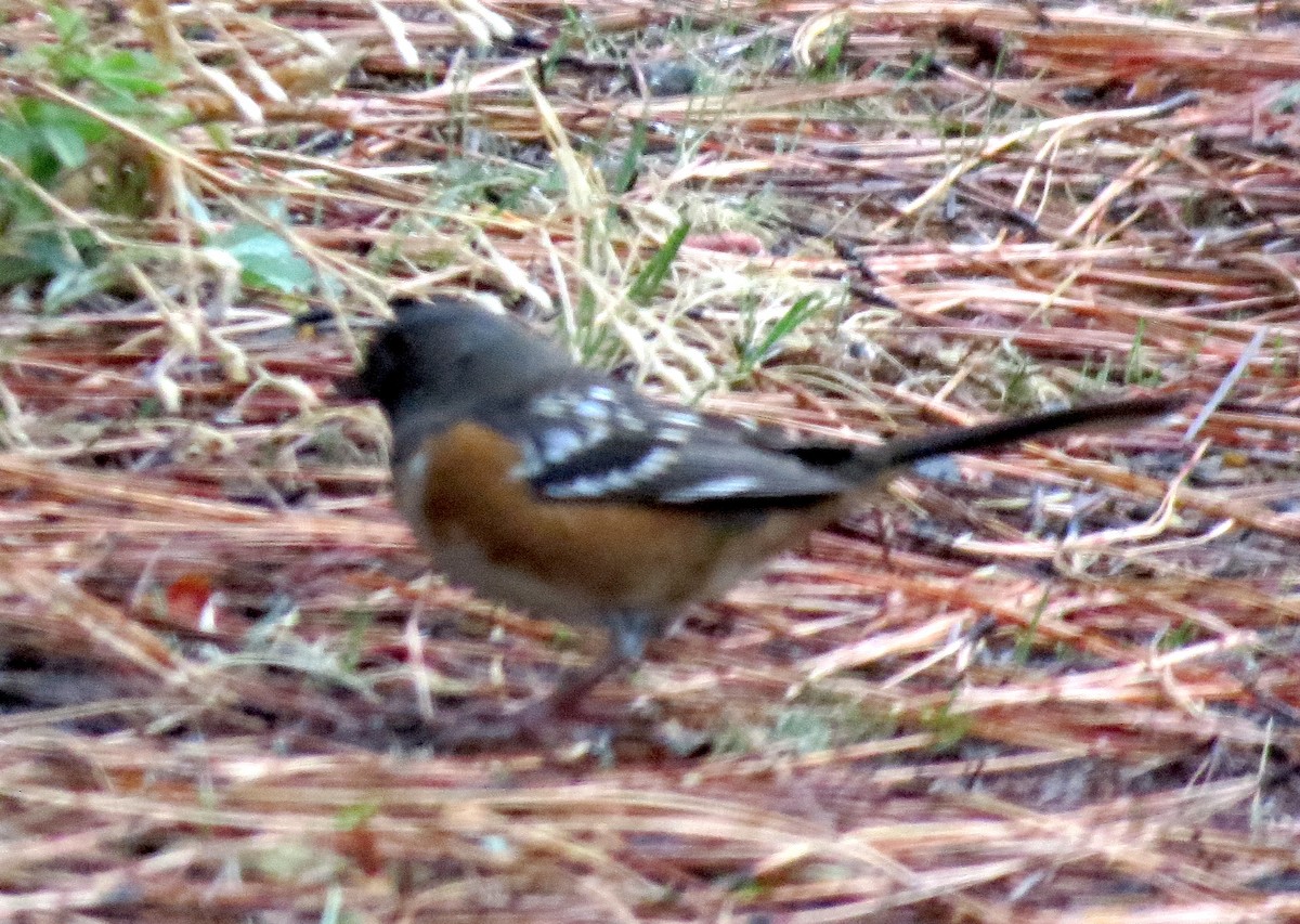 Spotted Towhee (maculatus Group) - ML375341911