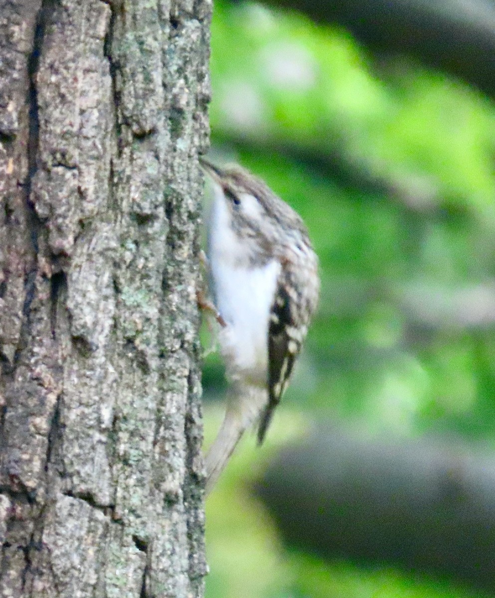 Brown Creeper - Randy Shonkwiler