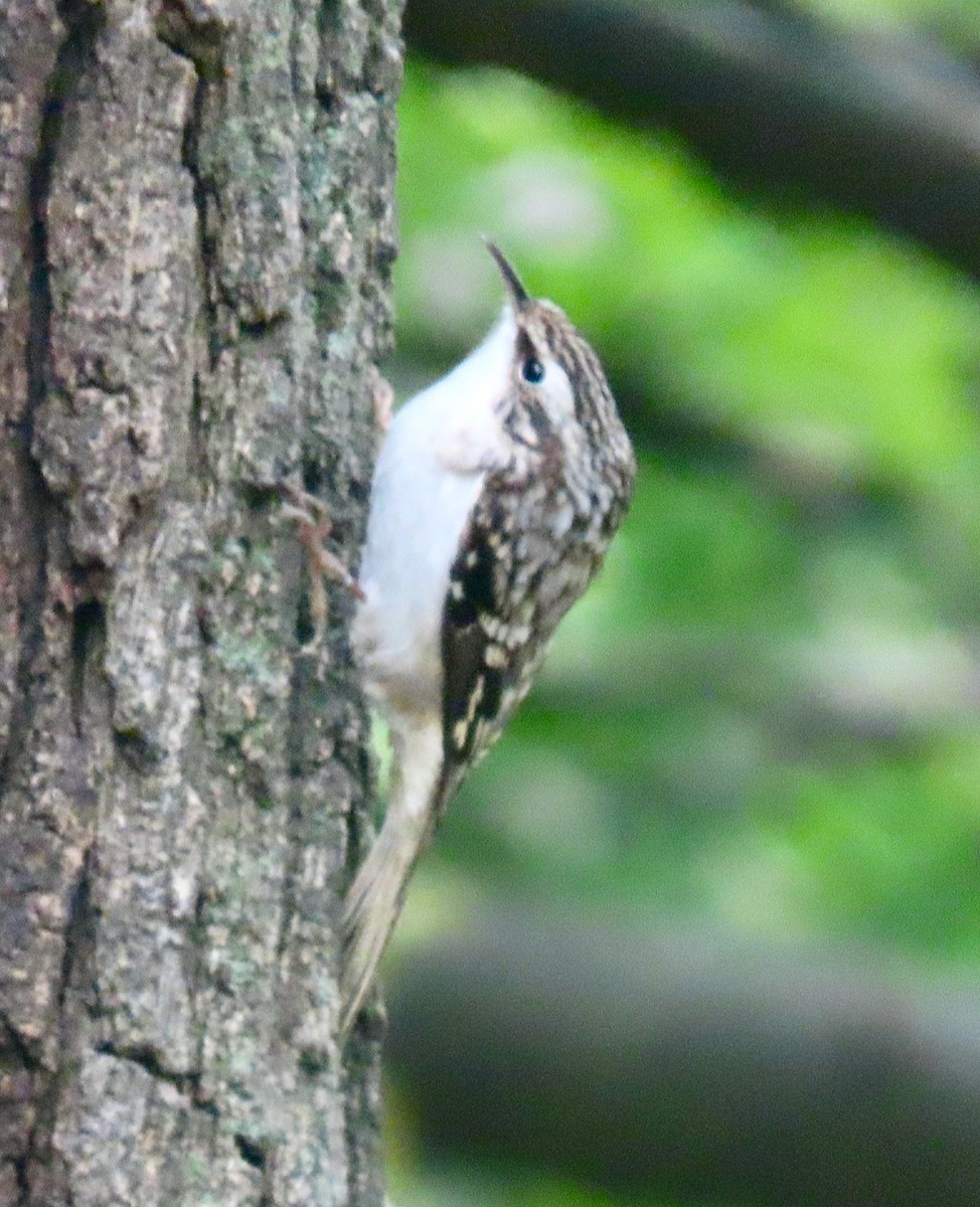 Brown Creeper - ML375343921