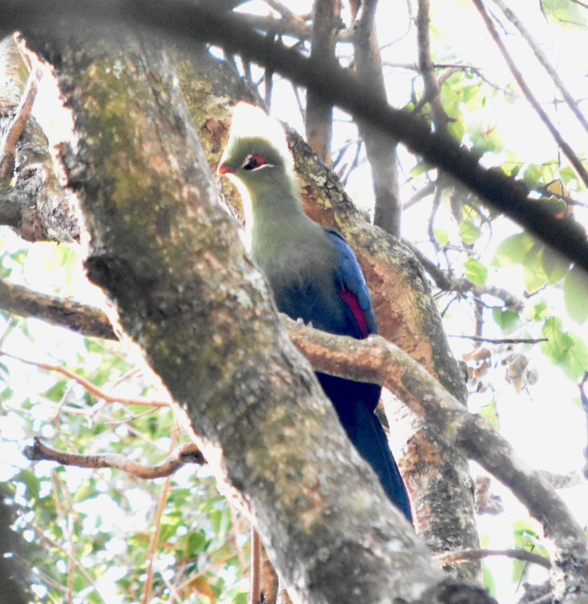 Knysna Turaco (Northern) - Murray DELAHOY