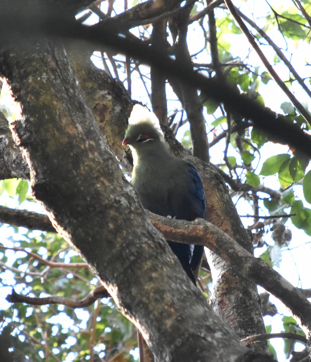 Knysna Turaco (Northern) - Murray DELAHOY