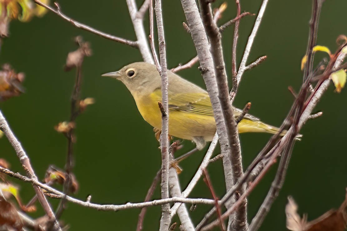 Nashville Warbler - Gerry Gerich