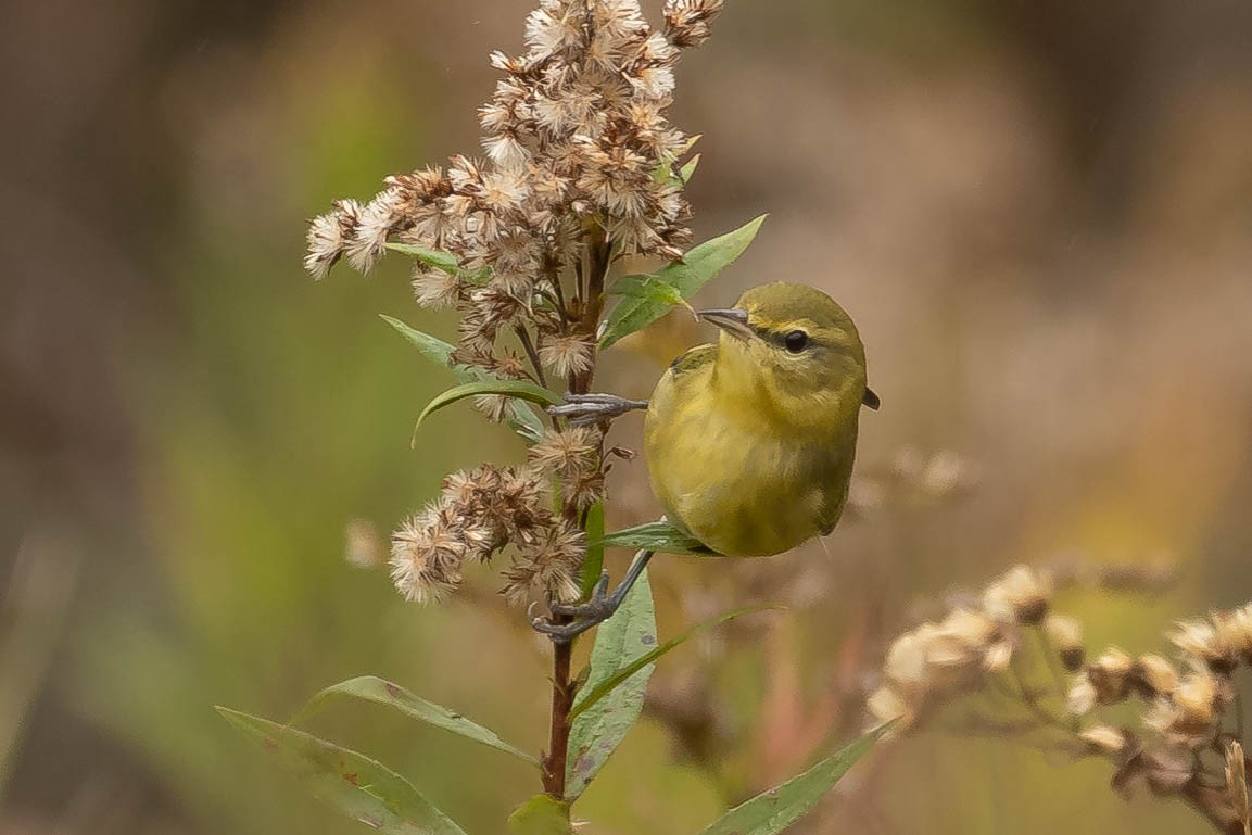 Tennessee Warbler - ML375346691