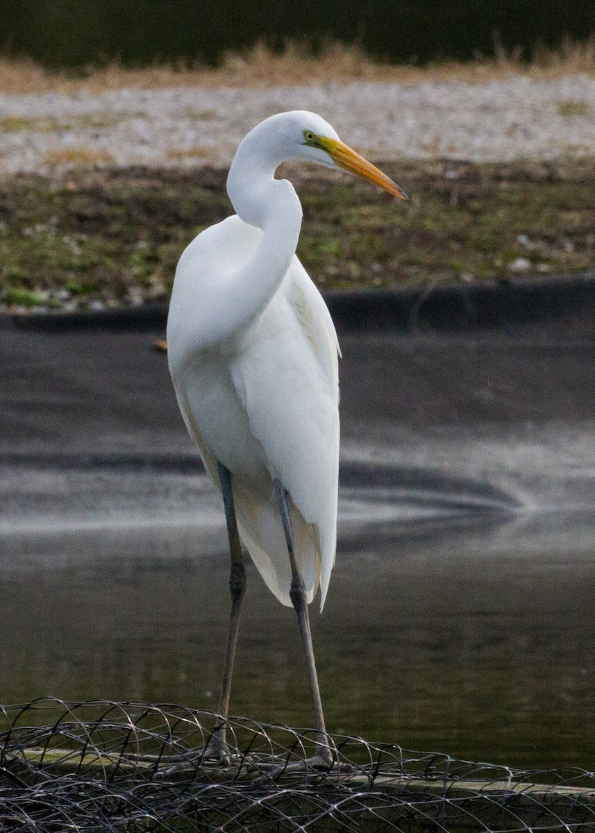 Great Egret - Dawn Lloyd