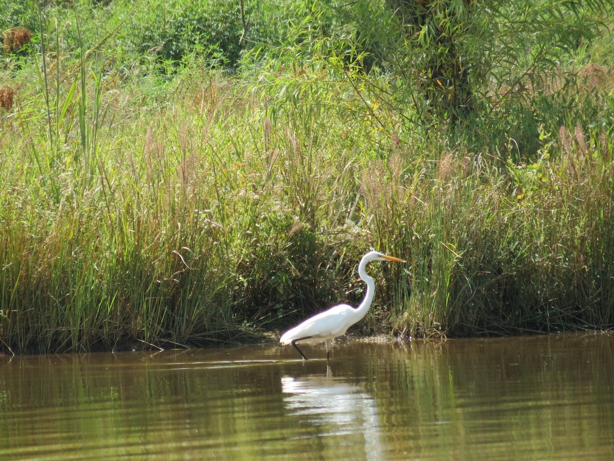 Great Egret - ML375347471