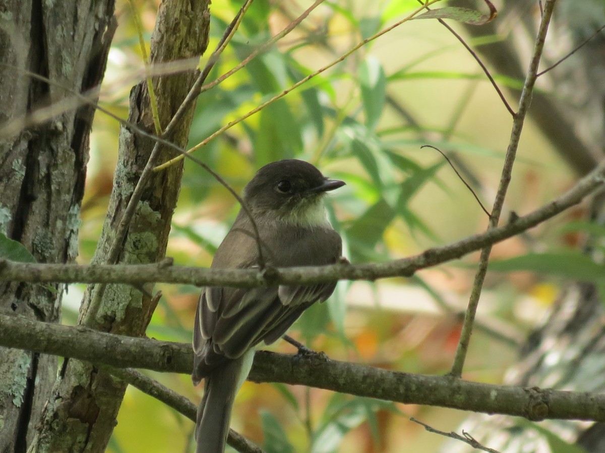 Eastern Phoebe - ML375347721