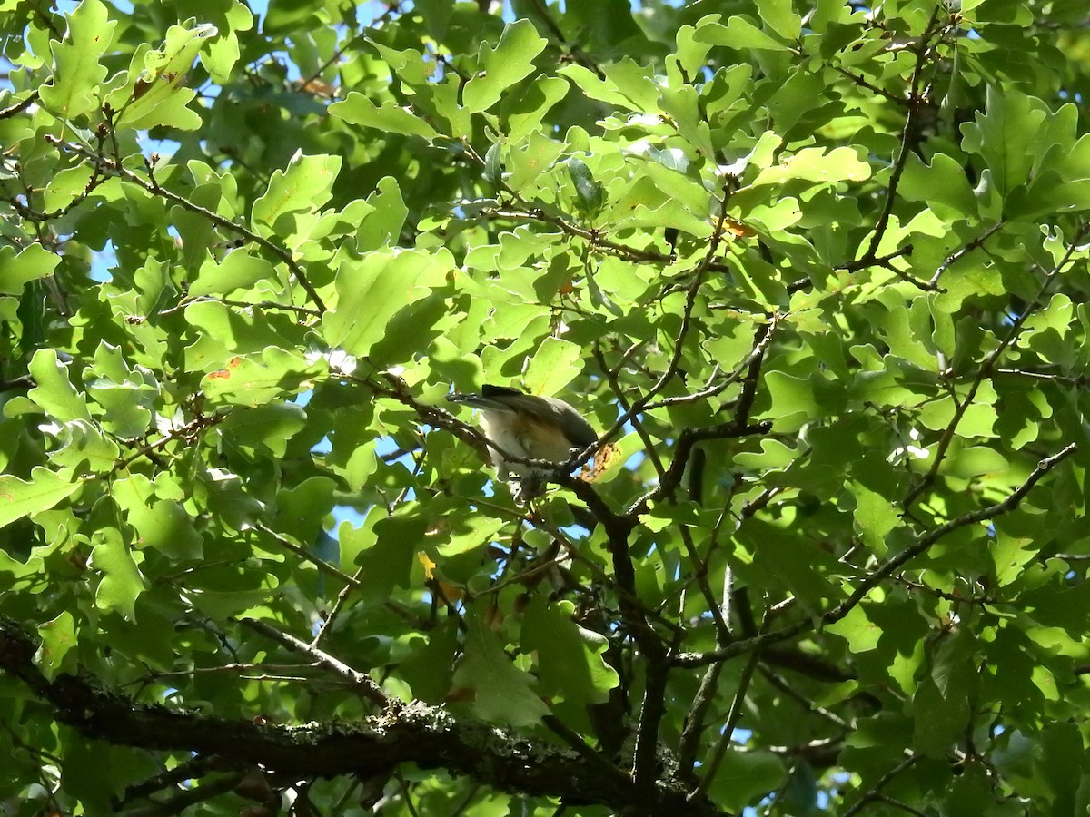 Tufted Titmouse - ML375349251