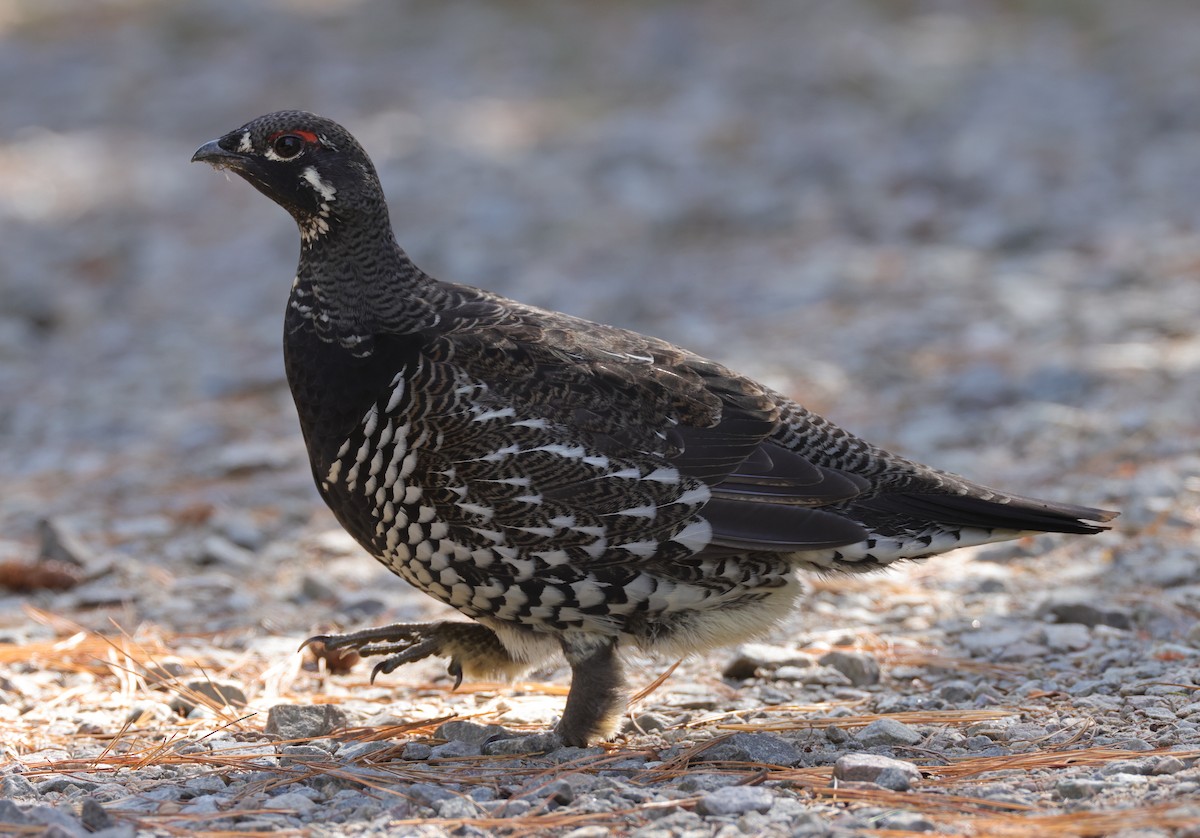 Spruce Grouse - Claire Dumont