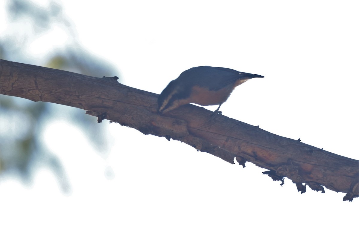 Red-breasted Nuthatch - ML375350991