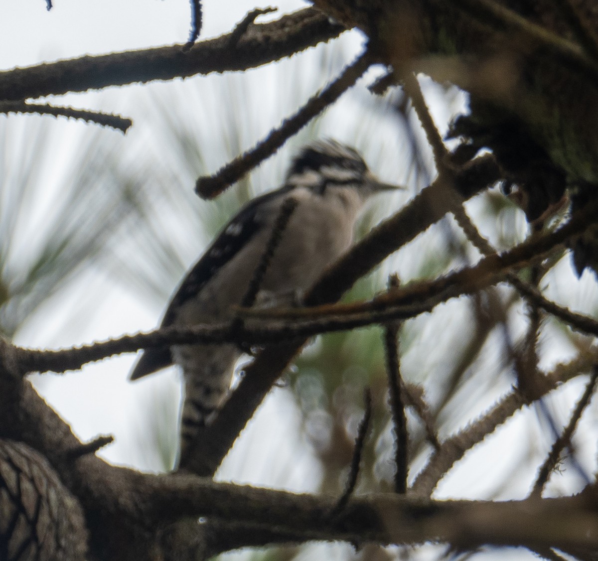 Downy Woodpecker - ML375351111