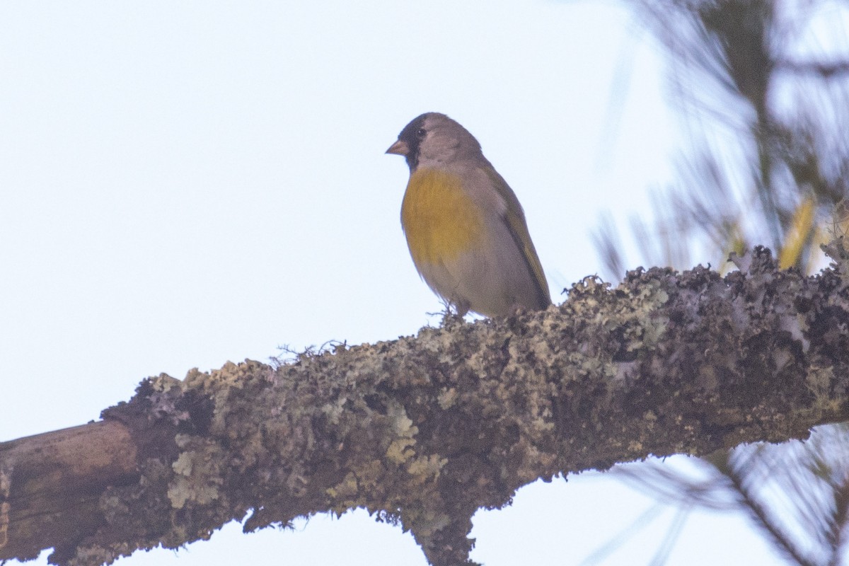 Lawrence's Goldfinch - ML375351371