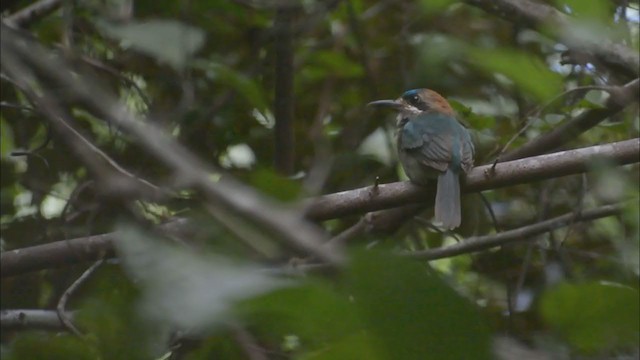 Tody Motmot - ML375351401