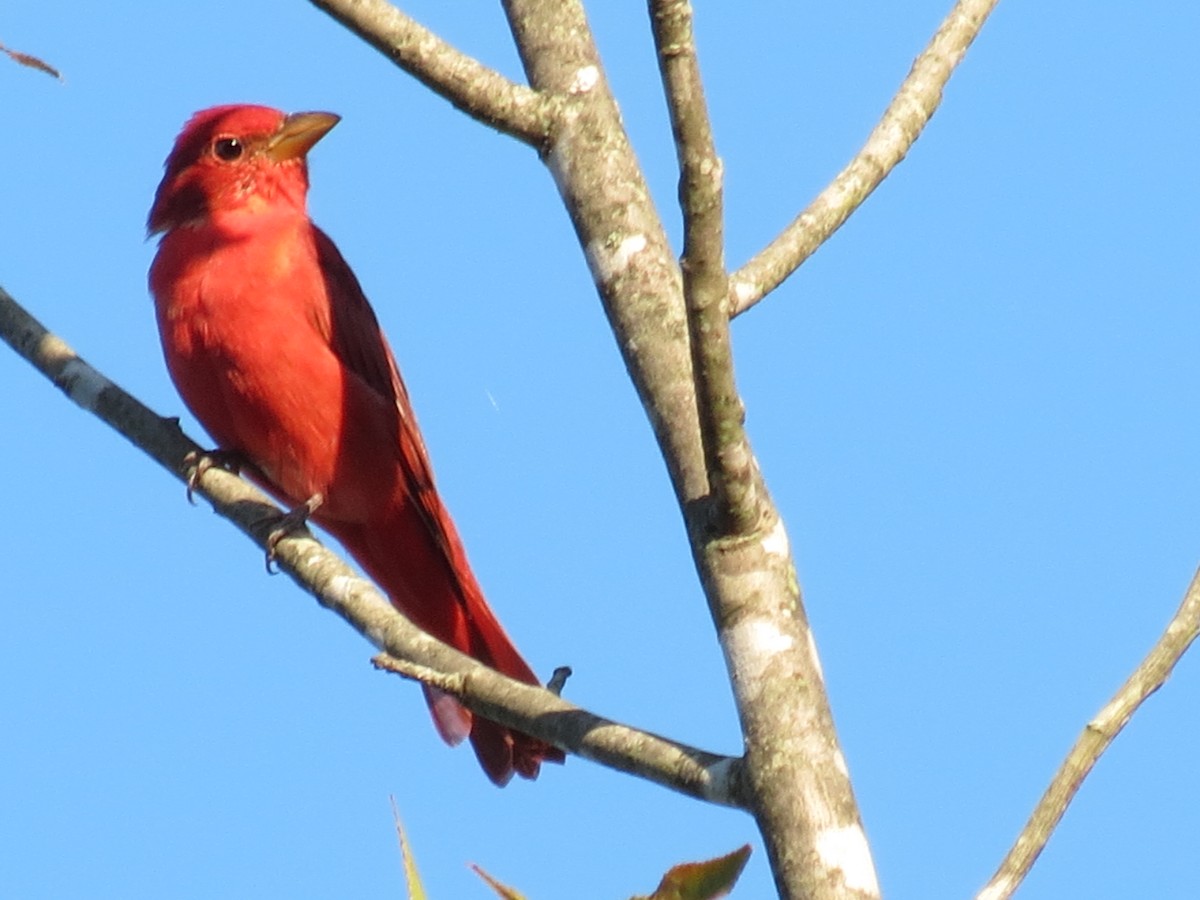 Summer Tanager - ML375352411