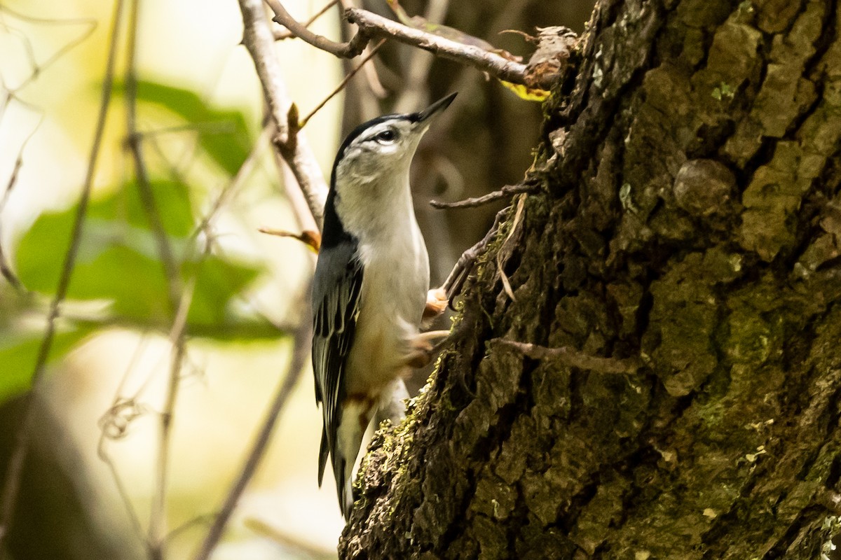 White-breasted Nuthatch - ML375352571