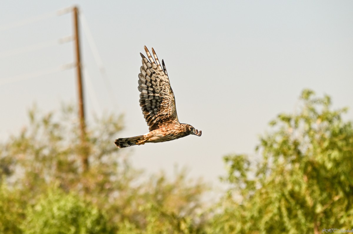 Northern Harrier - Herb Marshall