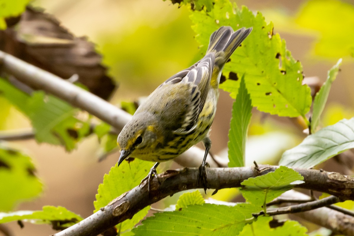 Cape May Warbler - ML375352781
