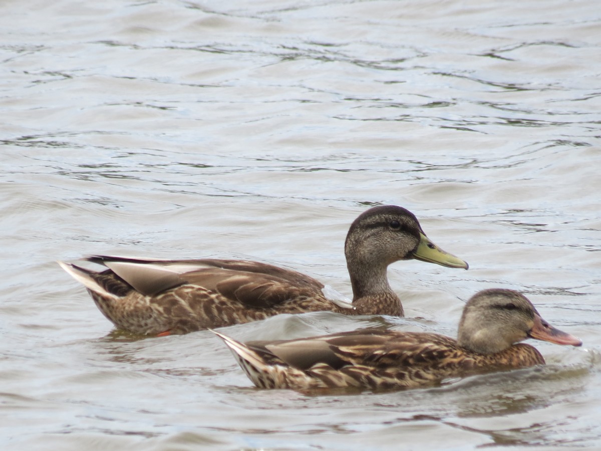 Mallard - ML375352881
