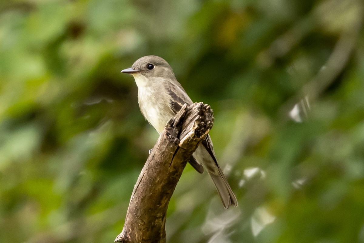 Eastern Wood-Pewee - ML375352891
