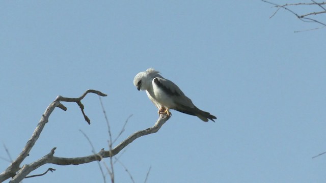 Black-shouldered Kite - ML375354451