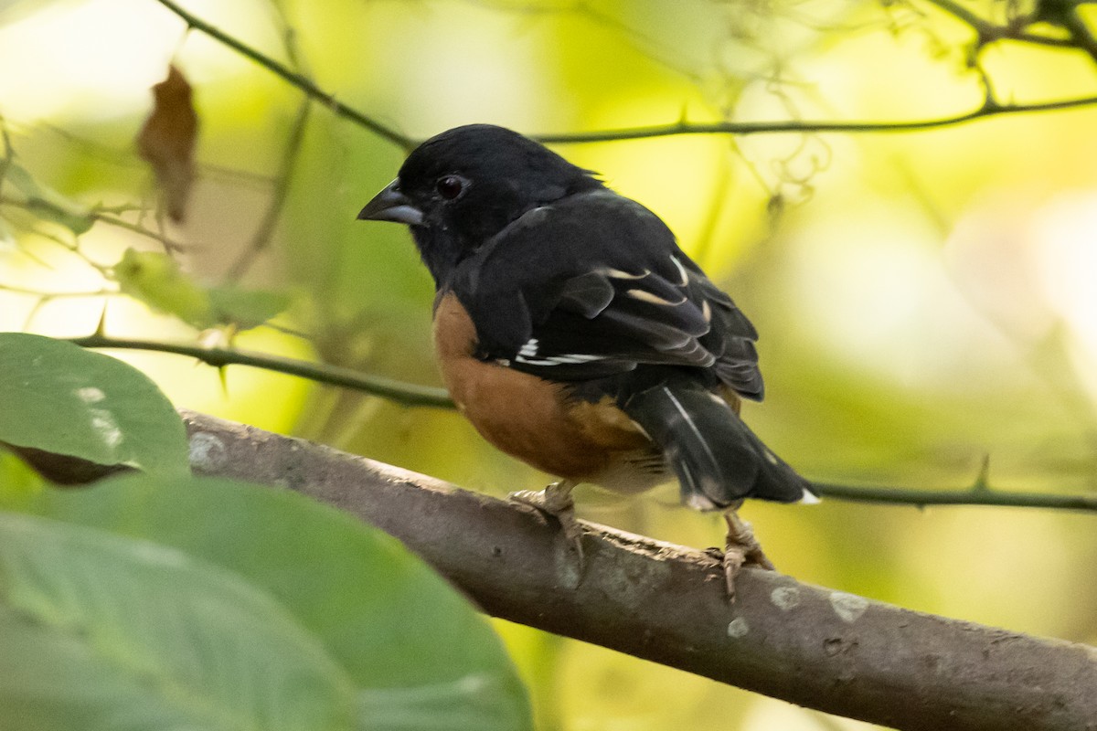 ワキアカトウヒチョウ - ML375355881