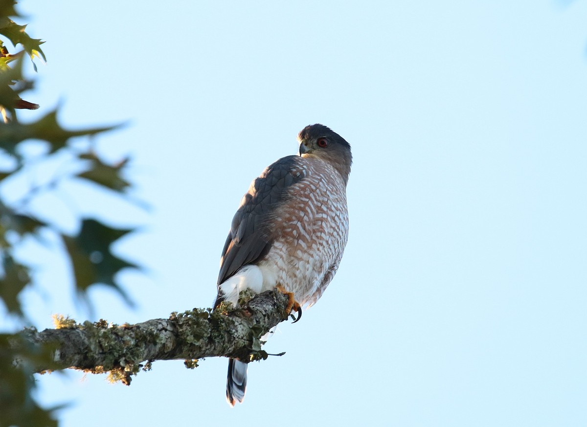 Cooper's Hawk - Margareta Wieser