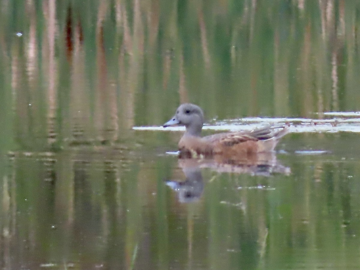 American Wigeon - ML375356841