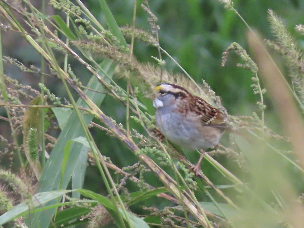 White-throated Sparrow - ML375357561
