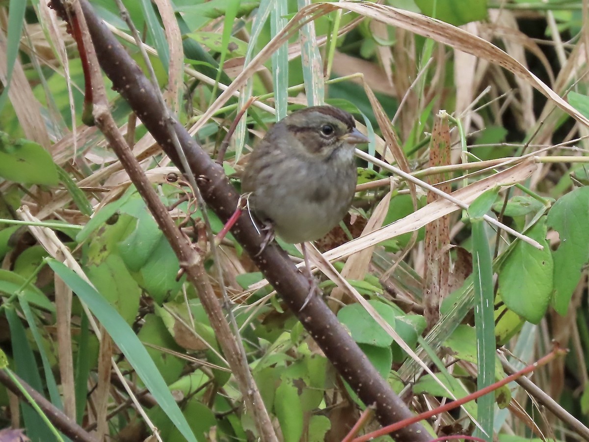Swamp Sparrow - ML375357761