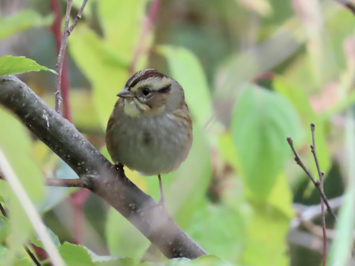 Swamp Sparrow - ML375357771