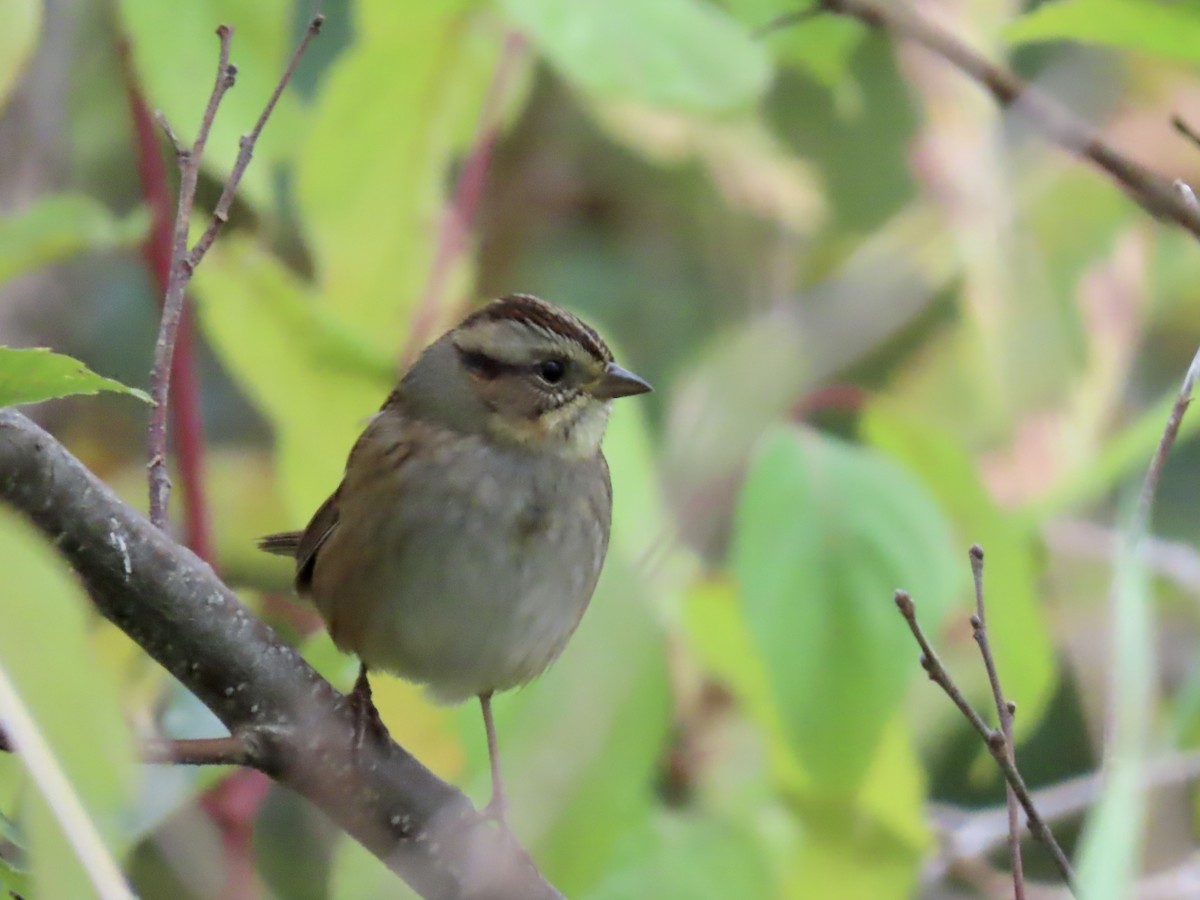 Swamp Sparrow - ML375357781