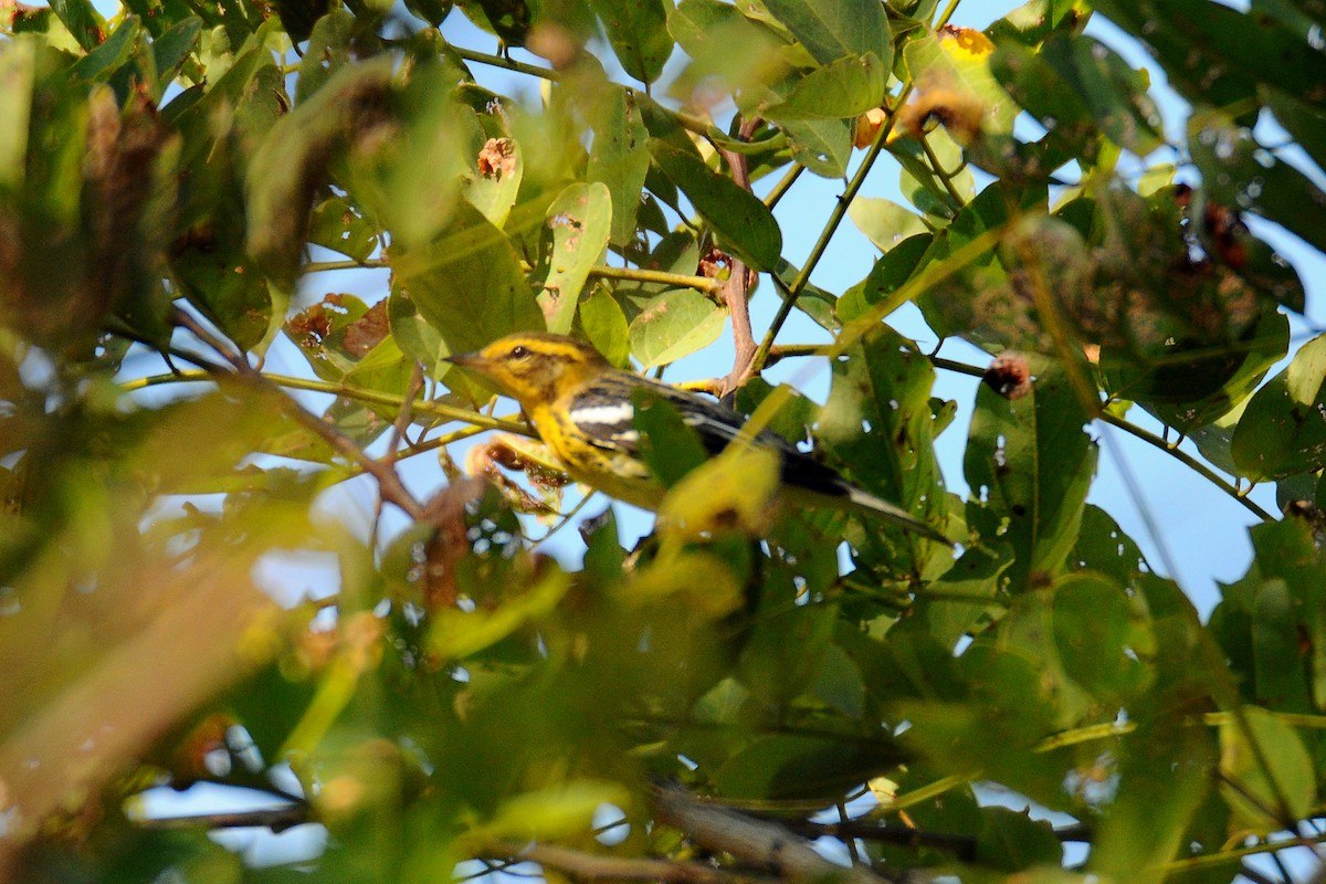 Blackburnian Warbler - ML375358231