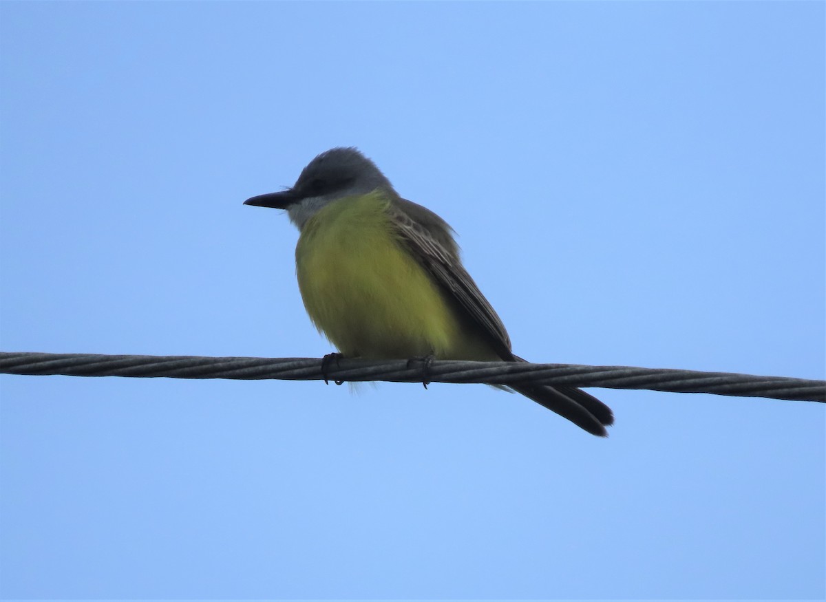 Tropical Kingbird - ML375358961