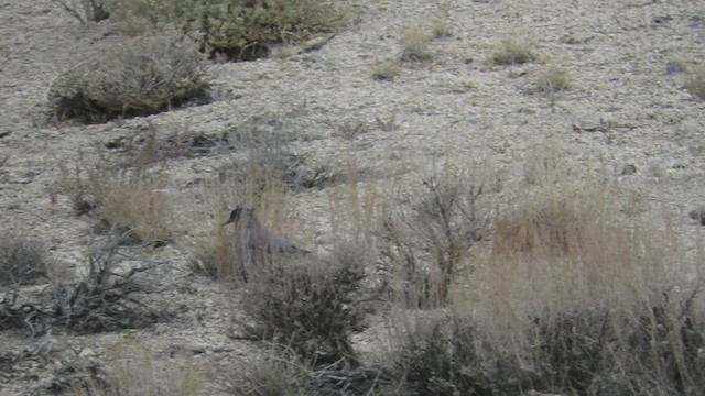 Pinyon Jay - ML375359871