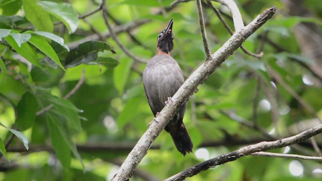 Mayan Antthrush - ML375359901