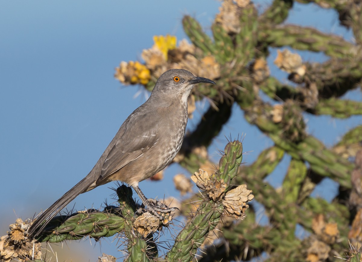 Curve-billed Thrasher - ML375362221