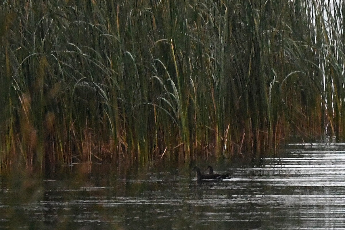 Gallinule d'Amérique - ML375362721