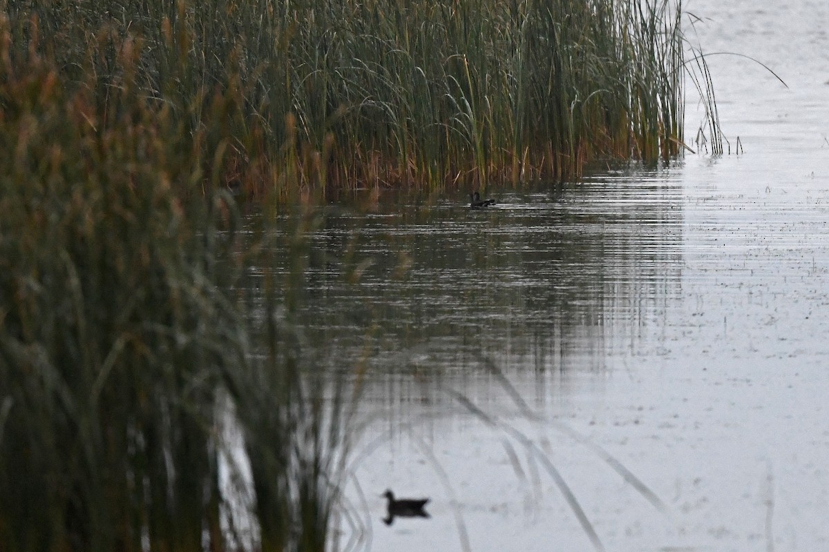 Common Gallinule - Brian Henderson