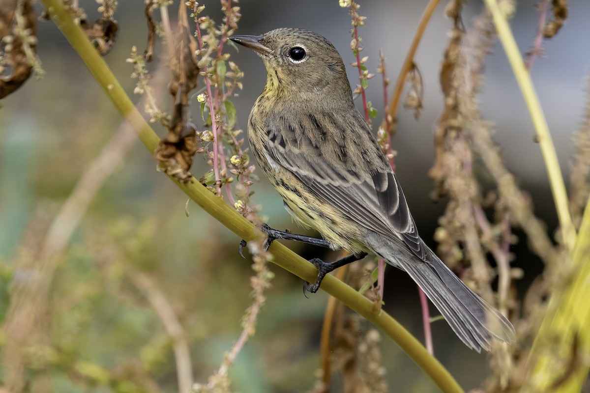 Kirtland's Warbler - ML375363591