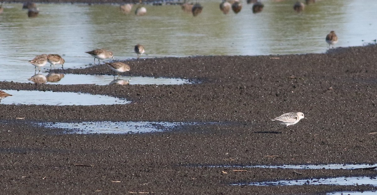 Sanderling - ML375364051