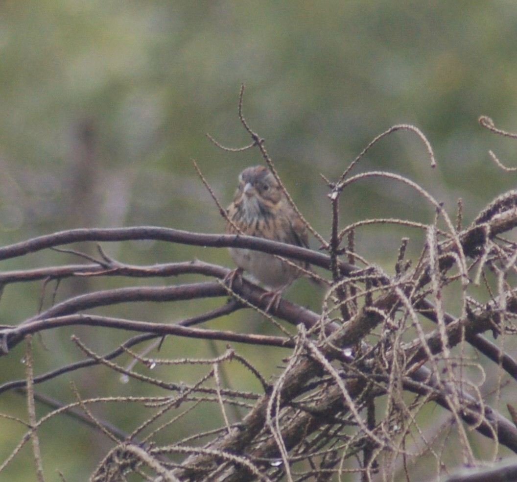 Lincoln's Sparrow - ML375364081