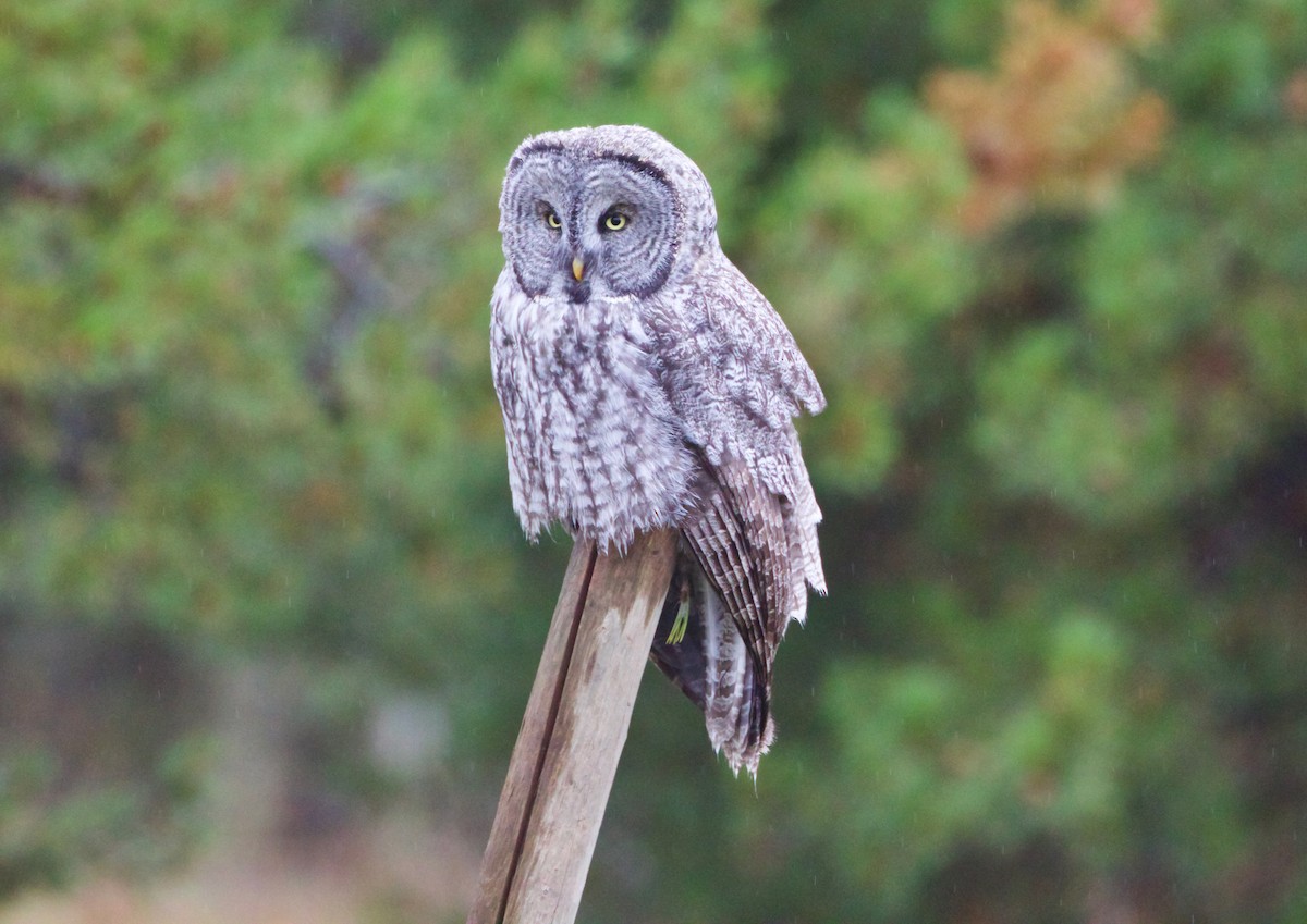 Great Gray Owl - Andrew Kenny