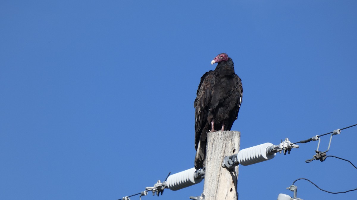 Turkey Vulture - ML375364801